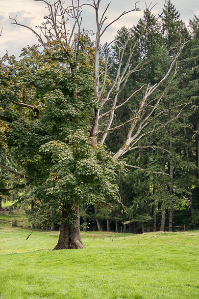 egy öreg tölgyfa a parkban - Fotó, kép