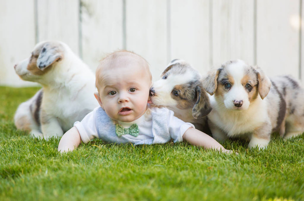 Little baby and corgi puppies - Fotografie, Obrázek