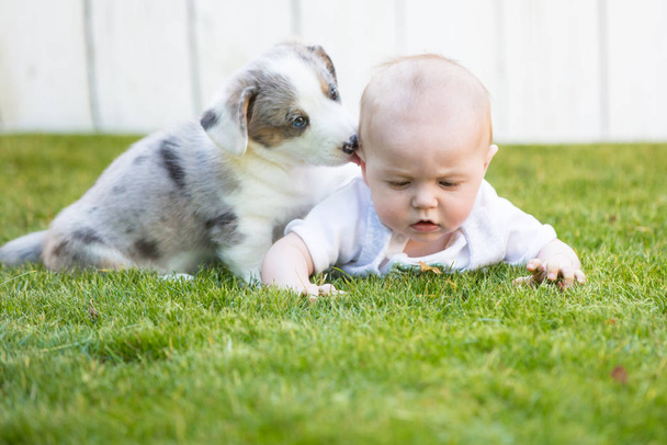 Little baby and corgi puppy - 写真・画像