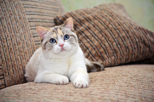 Bellissimo gatto sdraiato sul divano - Foto, immagini