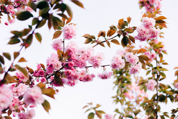 hermosas flores de cerezo rosa en las ramas de los árboles durante la floración en el jardín botánico
 - Foto, imagen