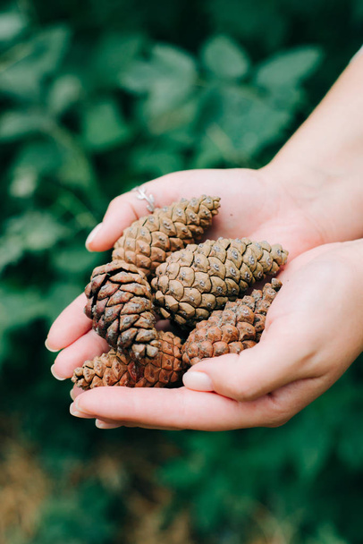 belos cones de pinheiro reunidos em mãos em uma floresta de pinheiro
 - Foto, Imagem