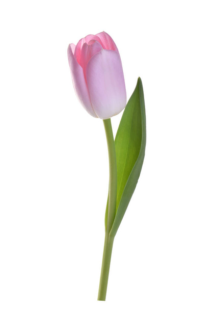 ροζ λουλούδι τουλίπας απομονωμένο χωρίς μονοπάτι απόληξης σκιάς - Φωτογραφία, εικόνα