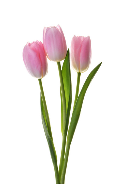 pink tulip flowers isolated without shadow clipping path - Fotó, kép