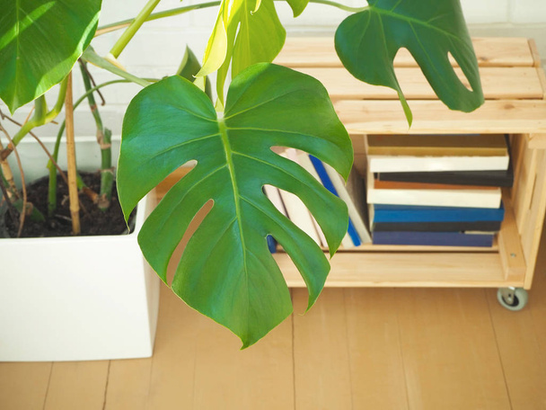Monstera roślin na białej ścianie jako tło - Zdjęcie, obraz