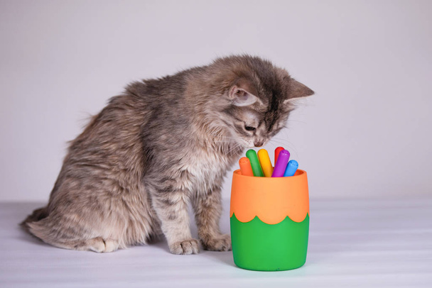 Küçük gri tüylü kedi yavrusu. - Fotoğraf, Görsel