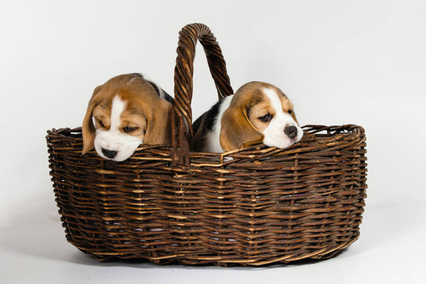 Dos cachorros de raza pura de un perro Beagle
. - Foto, imagen