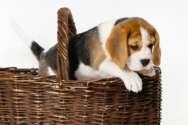 Beagle dog. - Foto, Imagem