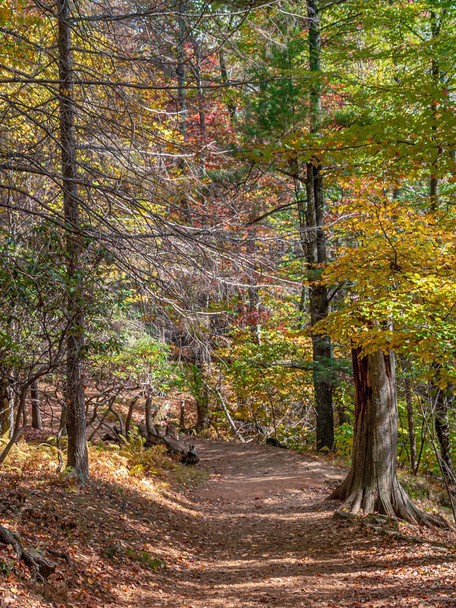 Colorful Autumn Trail - Foto, imagen