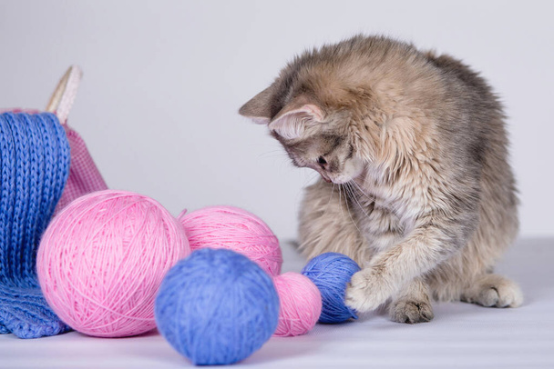 Gray cat and wool ball. - Фото, изображение
