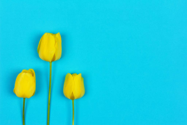 three yellow tulips on a blue background with copy space - Foto, Imagen