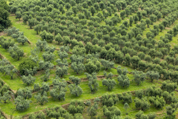 Olive Tree Plantation - Aerial View - Фото, изображение