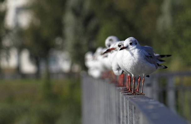 A selective focus shot of seagulls standing on metal railing - Photo, image