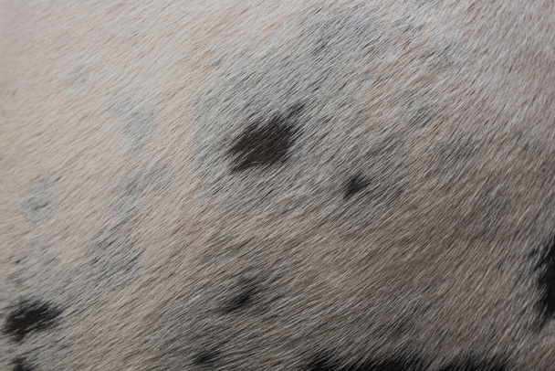 Textuur van koeienhaar zwart-wit - Foto, afbeelding