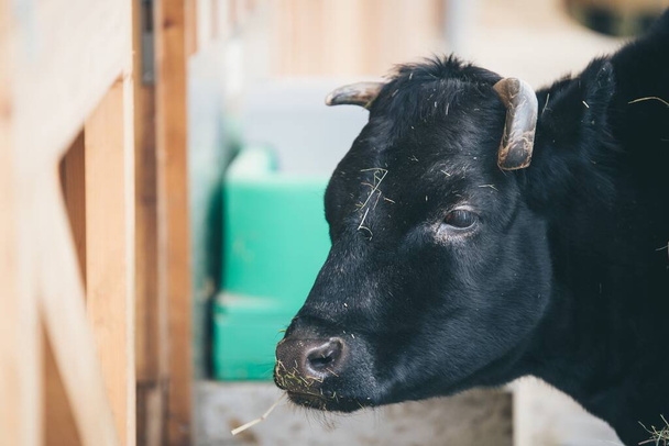 A closeup shot of a young black cow with damaged horn - Fotoğraf, Görsel