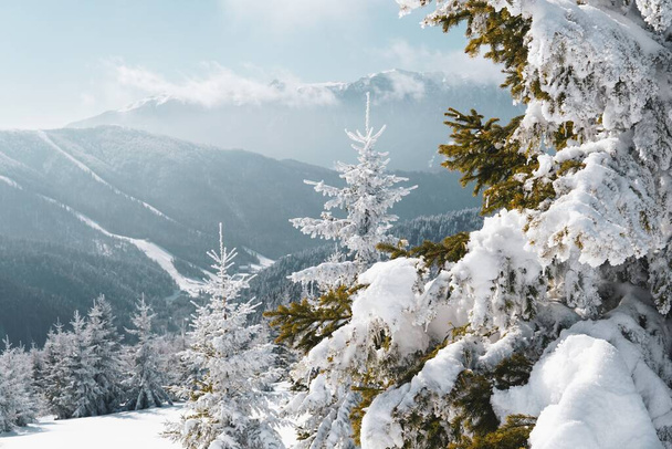 Closeup shot of a fir tree covered in snow with the Carpathian Mountains in the background - Fotoğraf, Görsel