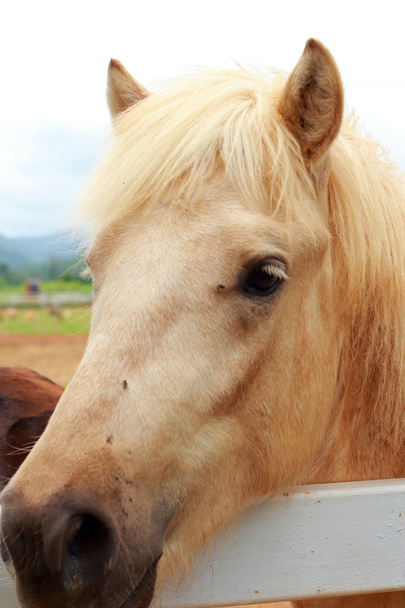 chevaux sur une ferme - Photo, image