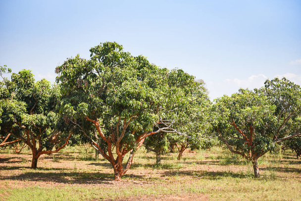 longan árbol en la agricultura asiático - longan tropical fruta en
  - Foto, Imagen