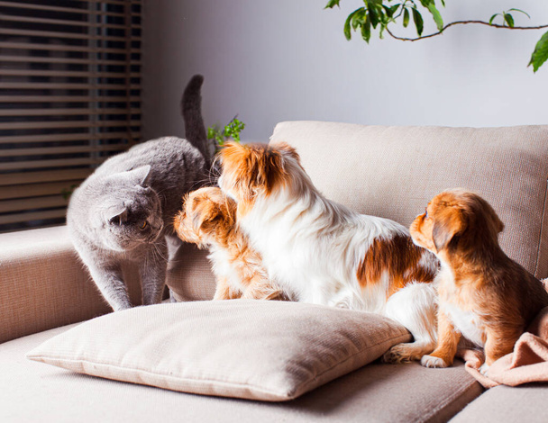 Portrait of pets are learning to live together - Foto, Imagem