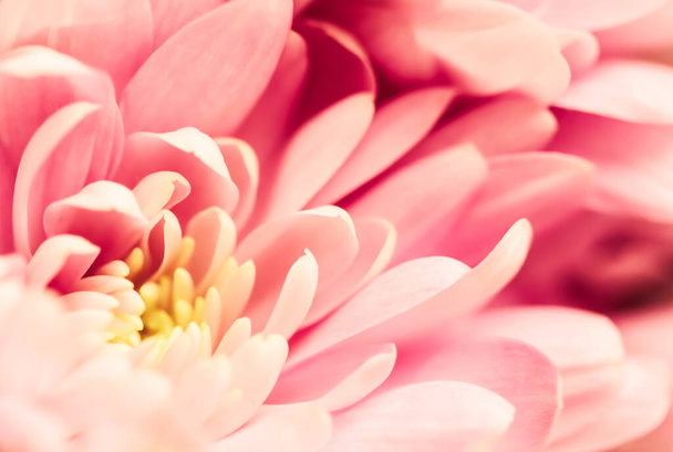 abstrakte florale Hintergrund, rosa Chrysanthemenblüte. Makroflo - Foto, Bild