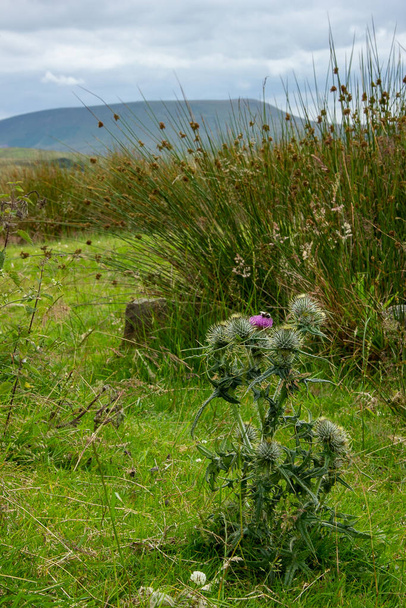 Pendle Hill, Lancashire, UK with bee on thistle in foreground - Photo, Image