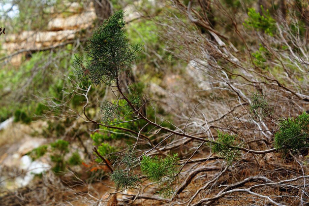 A selective focus shot of a pine branch on the floor in Ibiza, Spain - Photo, Image