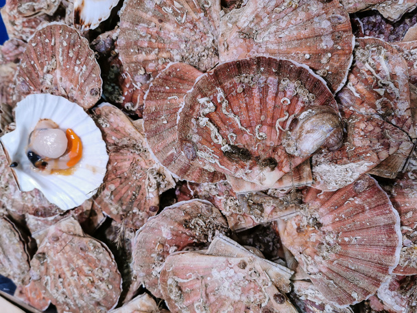 Closeup view of fresh scallop shell on sale on local market. - Photo, Image