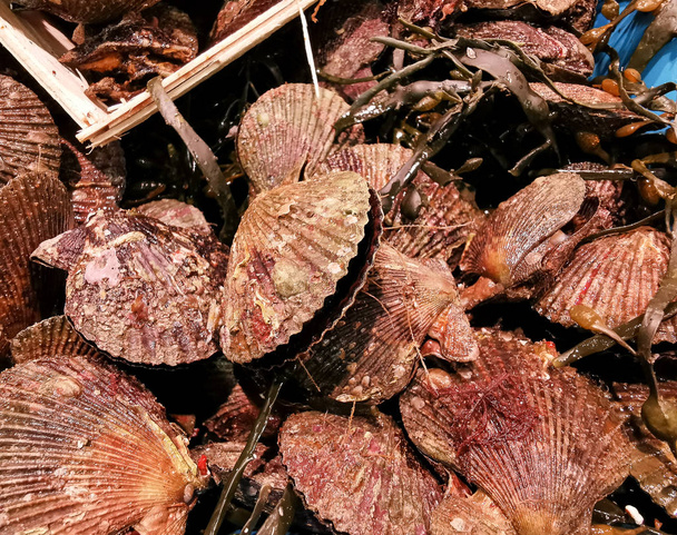 地元市場で販売中の新鮮な生ベビーホタテ貝のクローズアップ. - 写真・画像