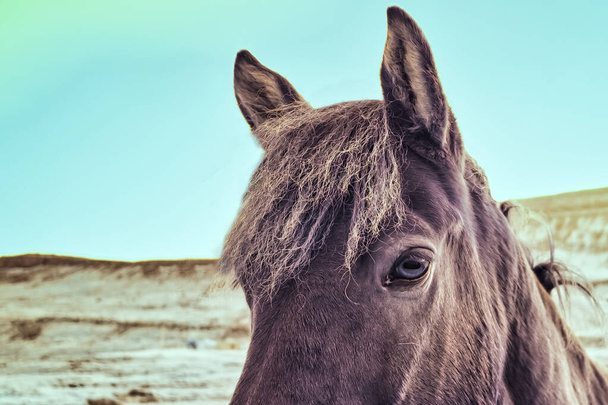 An Infrared look at a part of a horse, Iceland on its western region - Photo, Image