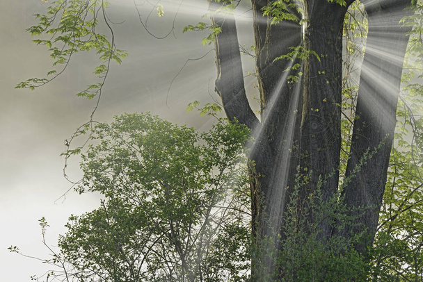 Весняний краєвид берегової лінії озера Джексон-Хоул з сонячними променями, Форт-Кастер Стейт Парк, Мічиган, Уса - Фото, зображення