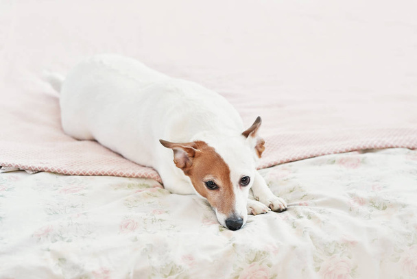 Собака Джек Рассел Терьер на кровати. Счастливого домашнего настроения. Petfriendly (dogfriendly) hotel. Собака спит на одеяле в постели в спальне. Забавный пес лежит в постели. Собака расслабляется.
? - Фото, изображение