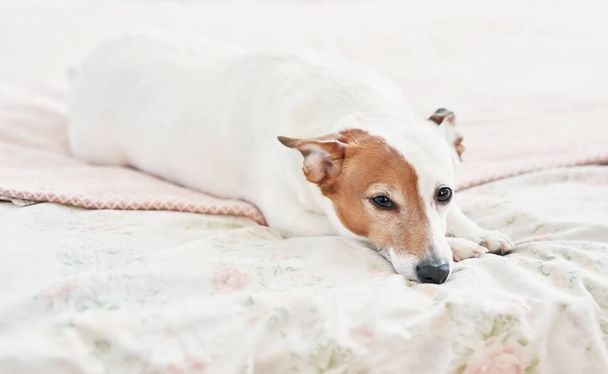 Dog Jack Russell Terrier on bed. Happy home atmosphere mood. Petfriendly (dogfriendly) hotel. Dog sleeping on blanket in bed in bedroom. Funny dog lying in bed. Dog having relaxing time.Vet clini? - Photo, Image