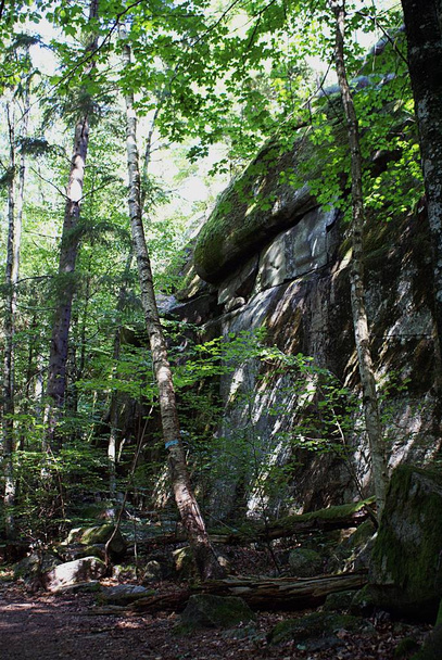 Вертикальний знімок лісової території з мохоподібними скелями і деревами
 - Фото, зображення