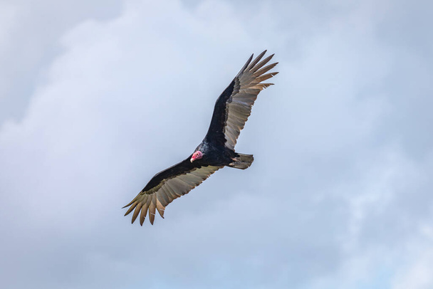 Turkey Vulture in flight. Turkey Vulture Cathartes aura, in flight, Dominican Republic. - Photo, Image