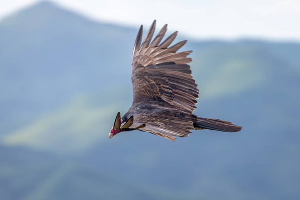 Turkey Vulture in flight. Turkey Vulture Cathartes aura, in flight, Dominican Republic. - Photo, Image