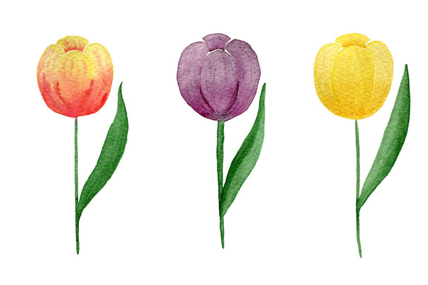 set of colorful tulips isolated on white background, watercolor floral design element - Photo, image