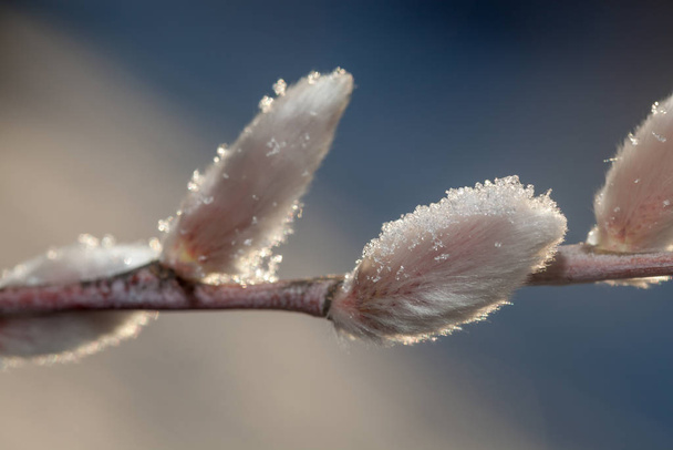 Snow on fluffy willow buds. Willow kittens. Willow branches with soft fluffy buds. Natural spring background. Palm Sunday. Selective focus and blur. - Photo, Image