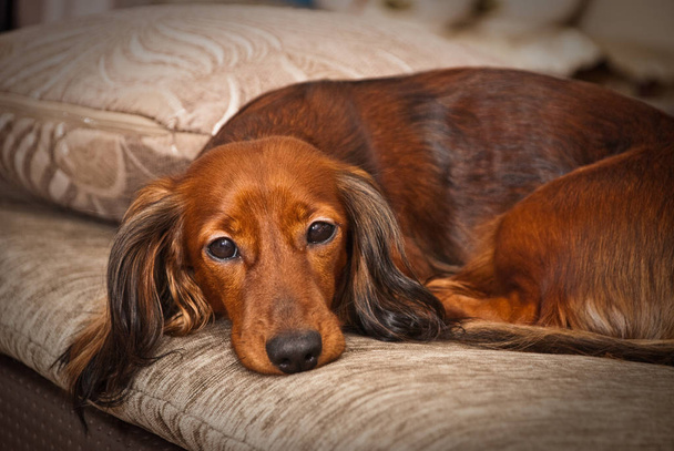 sad dachshund dog laying on couch looking at you close up mini dog fur long bodie long haired - Photo, Image