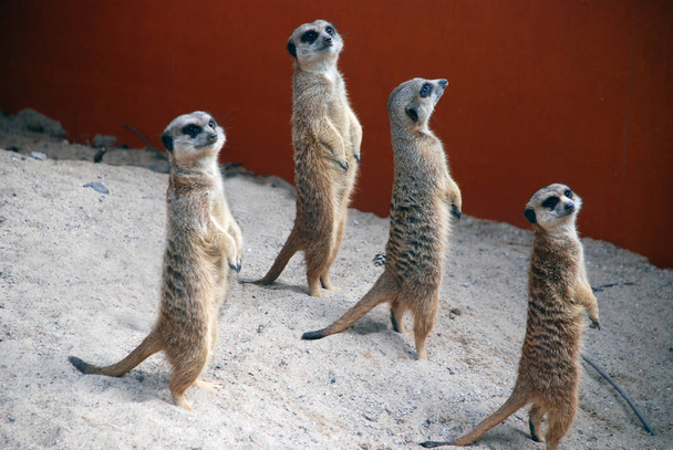 Suricate suricate meercat parado mirándote esperando comida
 - Foto, imagen