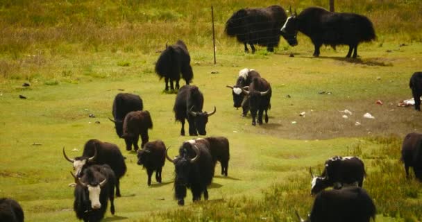 4k eine Herde Yaks auf der Prärie, Fluss fließt durch das Grasland von Tibet. - Filmmaterial, Video
