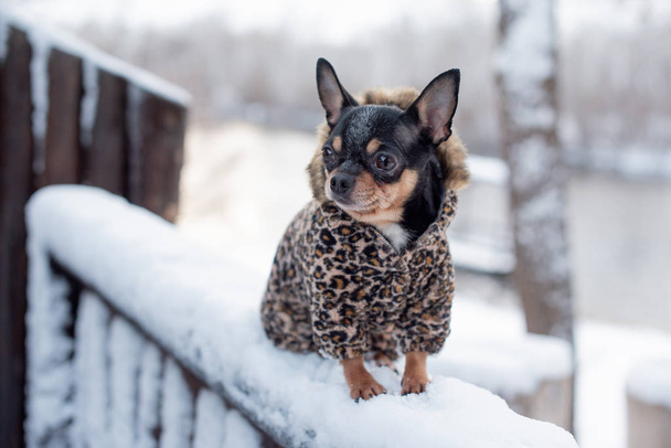 small dog jacket cold in the winter. Home pet walks in snowy weather. Dog friend man. Chihuahua. - Photo, Image
