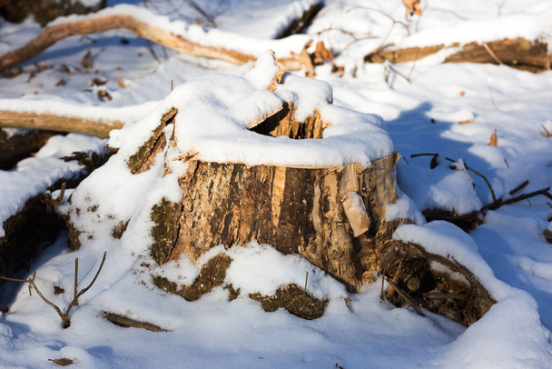 vanha puinen kanto lumen alla
 - Valokuva, kuva