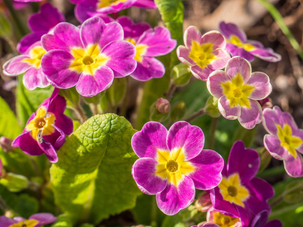paarse primrose in het voorjaar - Foto, afbeelding