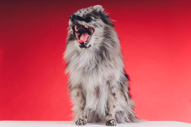 Portrait of a young wolf spitz shot in studio on a red background. - Valokuva, kuva