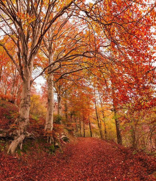 Herbst im Park des Campo dei Fiori, Varese - Foto, Bild
