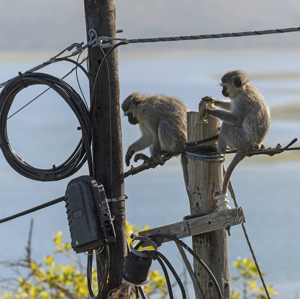 hermanus, westliches kap, südafrika. Dezember 2019. zwei grüne Affen fressen und spielen in der Nähe eines Stromverteilerkastens auf einem Telegraphenmast auf einem Telegraphenmast - Foto, Bild