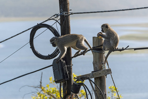 Hermanus, West Kaap, Zuid Afrika. Dec 2019. Twee Vervet apen eten en spelen in de buurt van een elektriciteitsknooppunt op een telegraafpaal bovenop een telegraafpaal - Foto, afbeelding