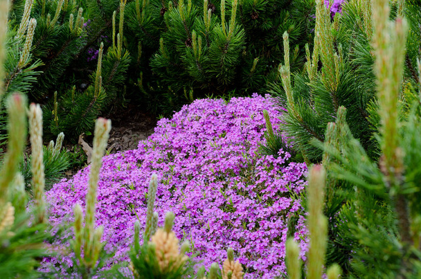 Kaunis kirkkaan violetti leimukukka subulata lähikuva. Kevään kasvitieteellinen tausta
. - Valokuva, kuva