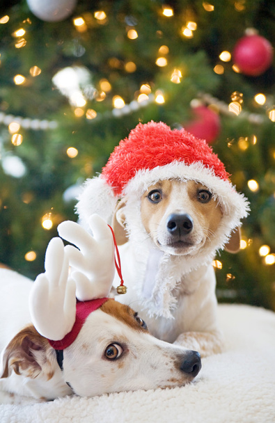 Jack Russell Terrier
 - Foto, Imagen