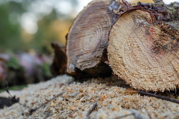 Taze kesilmiş çam ağacının dokusu.  - Fotoğraf, Görsel